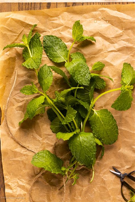 Ultimate Guide to Fresh Herbs (and how to use them!) - No Spoon Necessary