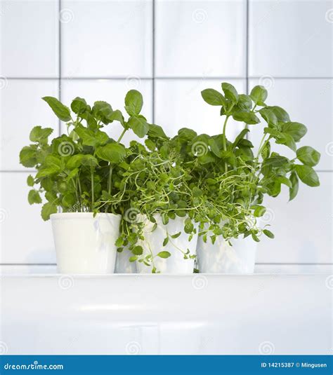 Fresh herbs in kitchen stock image. Image of ingredient - 14215387