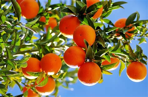 What Are Citrus Trees: Learn About Citrus Tree Varieties For The Garden