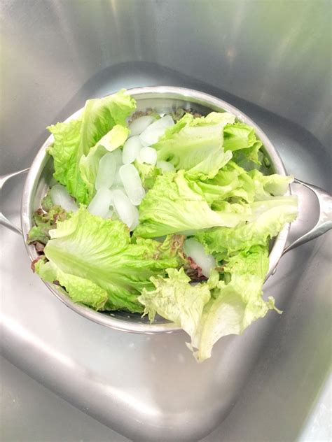 My Secret Recipe To Crisp Fresh Lettuce | The Blonde Animal Ambassador