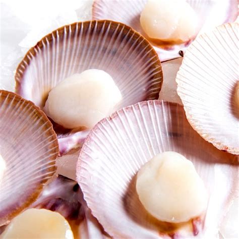 Scallops Half Shell | Mackay Fish Market