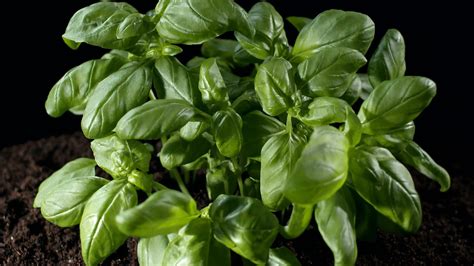 What makes basil the king of herbs? | Britannica