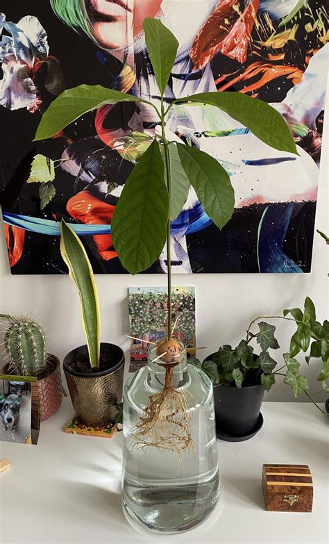 Avocado Tree in Water : r/gardening