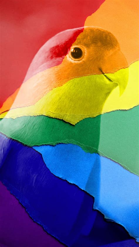 Download Rainbow Parrot Wallpaper | Wallpapers.com