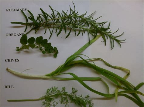 Prepare and Use Fresh Herbs : 6 Steps (with Pictures) - Instructables