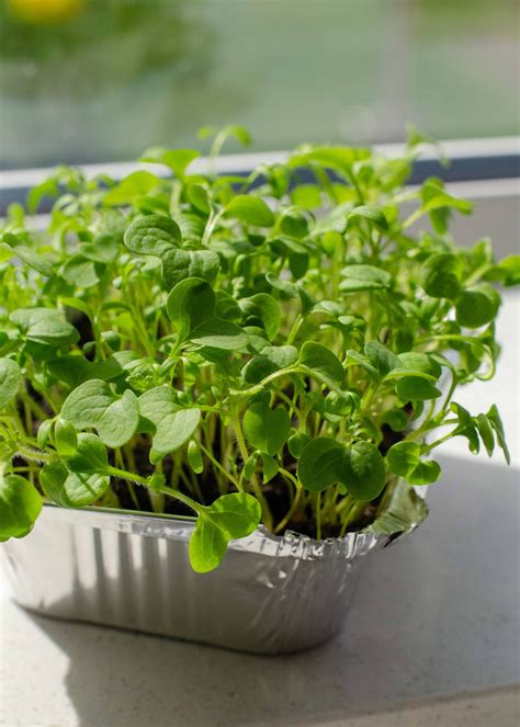 The best microgreens to grow, and how to grow microgreens at home ...