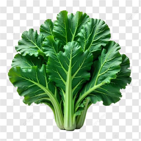 Vibrant Green Leafy Vegetable Collard Greens High Detail Crisp Textu ...