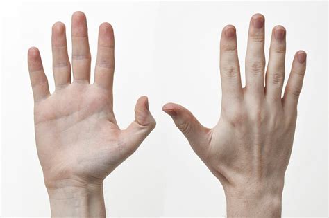 10 Interesting Facts about The Hand | In Fact Collaborative