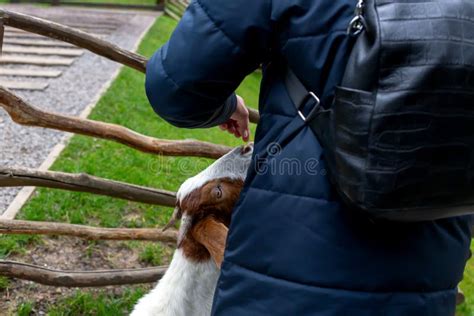 A Man Feeds a Horned Goat with His Hands Stock Image - Image of ...
