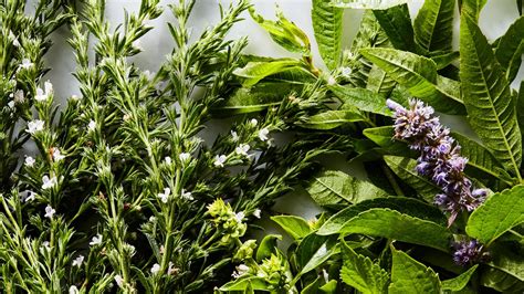 13 Fresh Herbs and How to Use Them | Epicurious