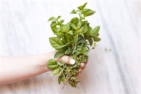 Preserving Herbs with Olive Oil - Happy Money Saver