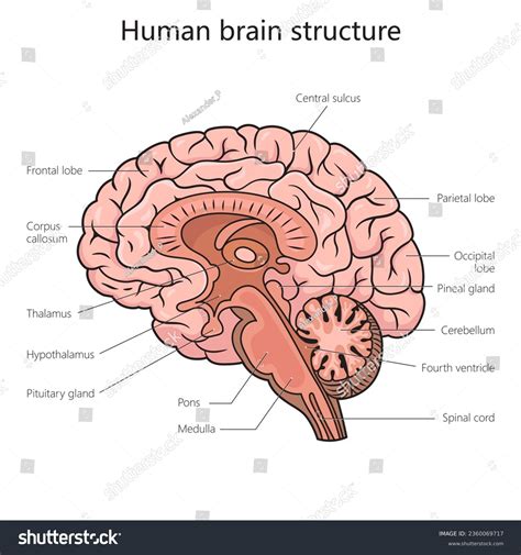 Human Brain Labeled Diagram