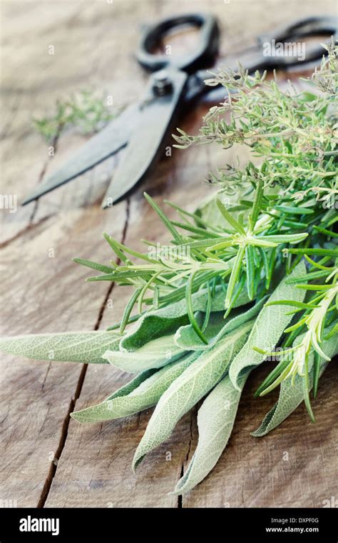 Fresh herbs plants. Culinary herbs and spices Stock Photo - Alamy