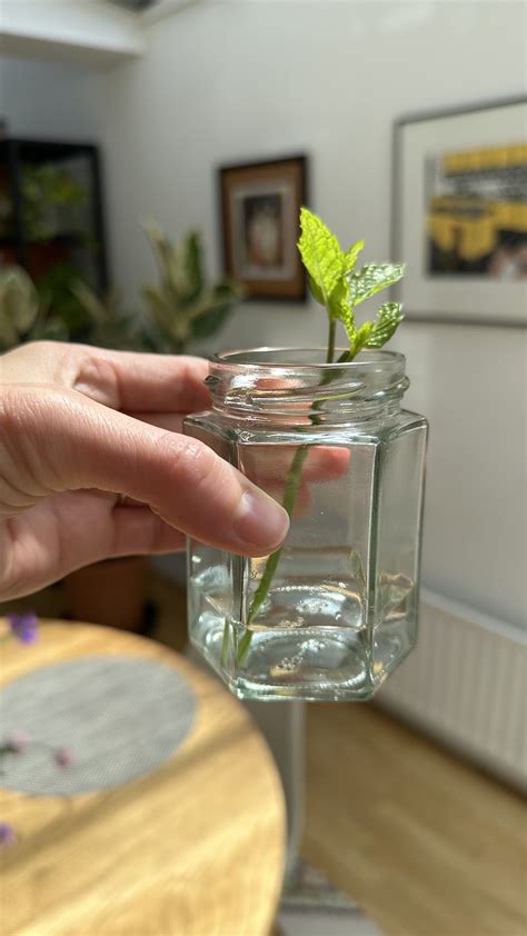 Growing Herbs in Water: A Simple Guide — Meadowlark Journal