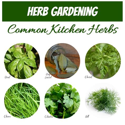 Herb Identification - Identifying Fresh Herbs - Free Gardening Printable