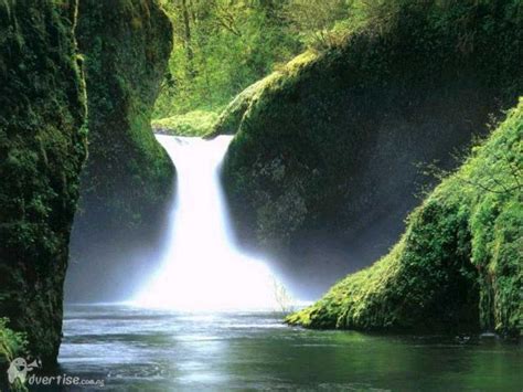 Natural Facts - NATURAL THINGS