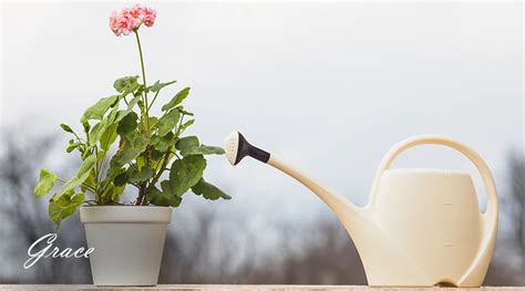 Tips-for-Reviving-Wilted-Flowers