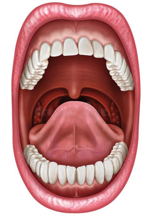 Anatomy mouth. Anatomy of an open mouth showing the component parts , # ...