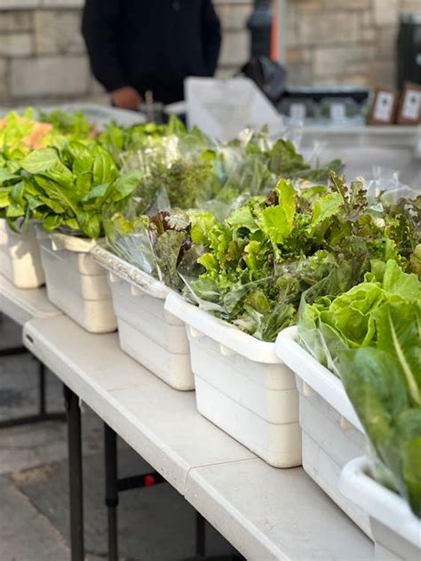 Fresh Organic Greens at a Farmers Market · Free Stock Photo