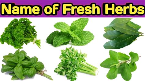 Types of fresh herbs || Name of herbs || Herbs ke naam || Herbs - YouTube