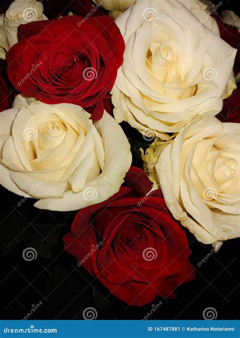 White and Red Christmas Roses Close Up Stock Image - Image of bouquet ...