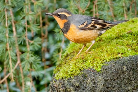All About Birds: Varied Thrush