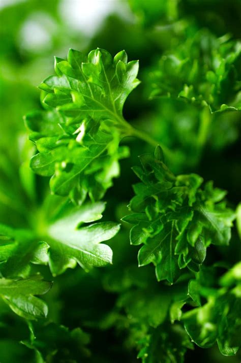 How to Store Parsley - This Hack Will Keep Your Herbs Fresh for Weeks!
