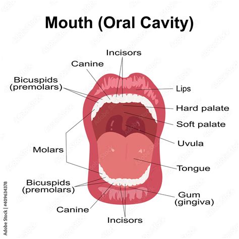 Oral Cavity Definition Anatomy Functions Diagram