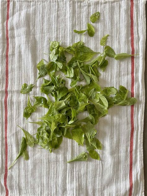 How to Revive Wilted Salad Greens and Herbs - Culinary Ginger