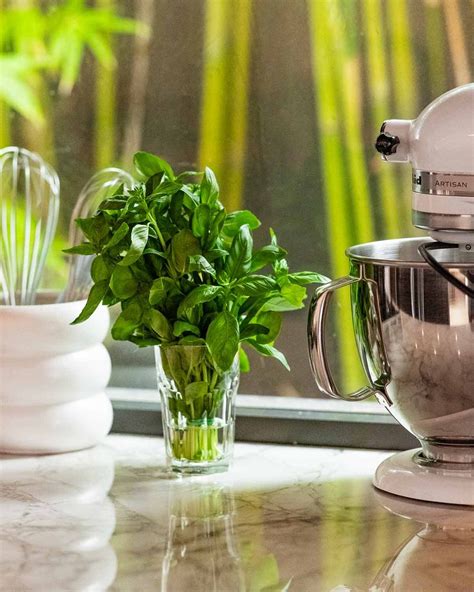 How to store basil - RecipeTin Eats