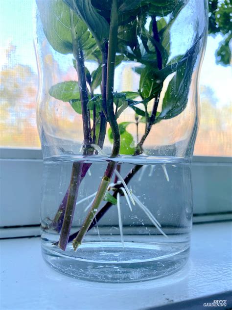 Growing Herbs in Water: Tips for Success and 10 Delicious Options