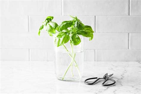 How to Store Fresh Basil