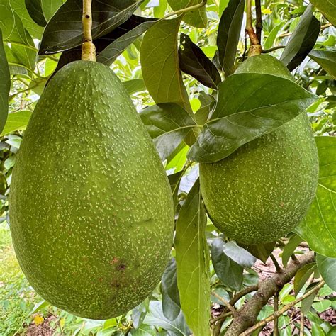 Avocado crisis - ABC listen