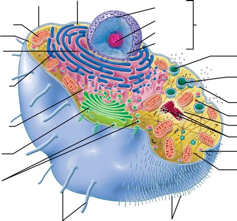 Download Golgi Apparatus Clipart - ClipartKey