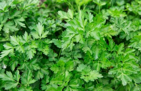 Parsley: An Understated Herb – SPICEography