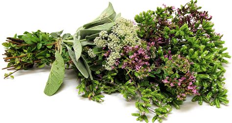 Mixed Garnish Herbs Information and Facts