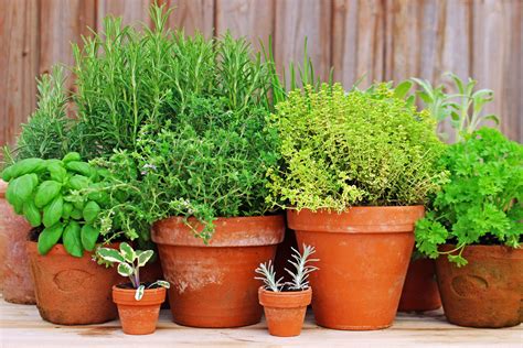 Best Herbs to Grow In Pots -- Harvest to Table