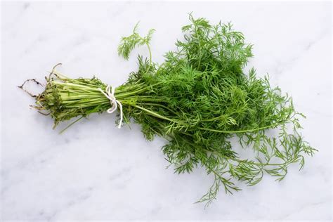 Dill Benefits, Side Effects, and Preparations