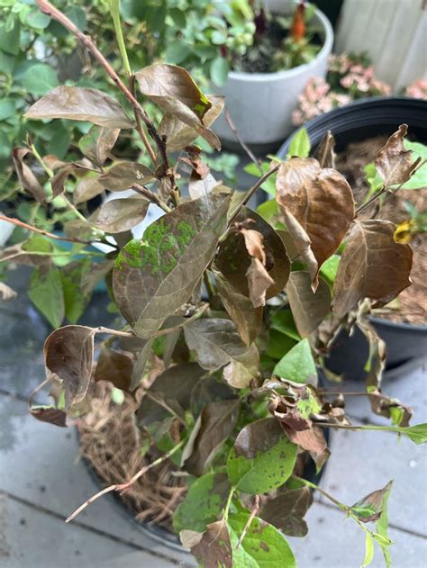 Sudden wilting and browning of multiple plants : r/gardening