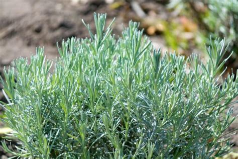 Hardy herbs: suitable species for gardens and balconies