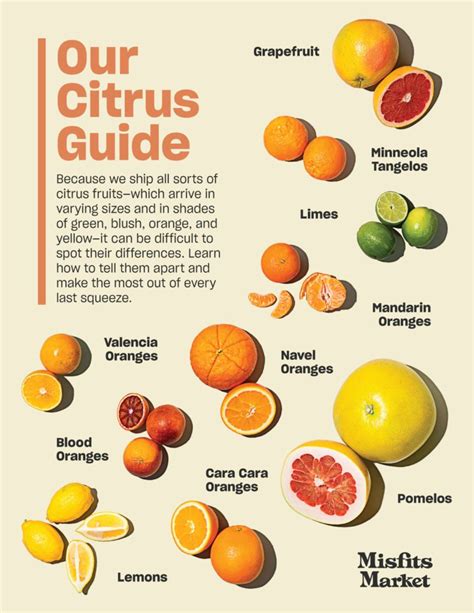 Everything You Need to Know About Citrus - Misfits Market