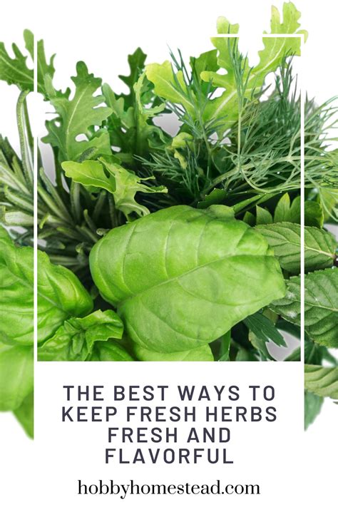How to keep fresh herbs vibrant longer for foodie aesthetics?
