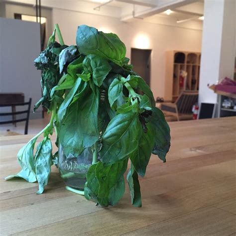 How to Bring Back Wilted Herbs | POPSUGAR Food