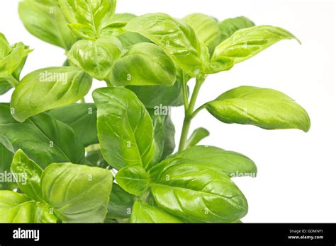 Bio basil hi-res stock photography and images - Alamy