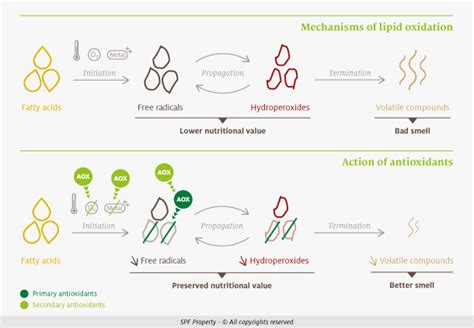 Protect your pet food from oxidation, naturally - Appetizer - Symrise ...