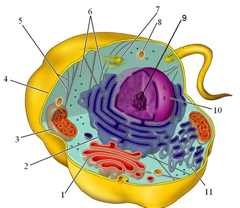 Diagram of Science 10 - BIOLOGY (labelling parts of the animal cell ...