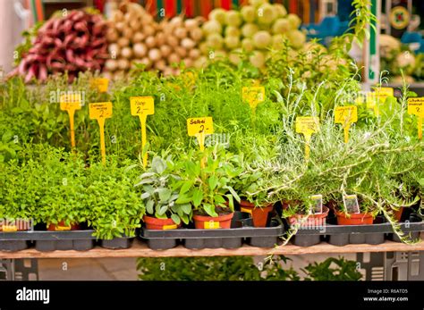 Different Kitchen Herbs Stock Photo - Alamy