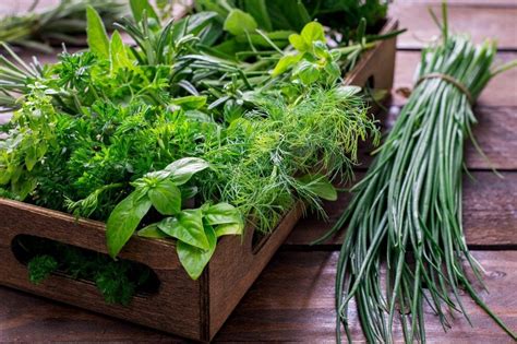 New To Herbs? Tips on how to get started! | Carly's Herbal Adventures