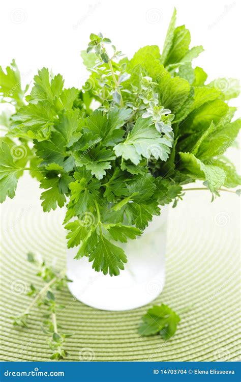 Fresh herbs in a glass stock photo. Image of herb, glass - 14703704