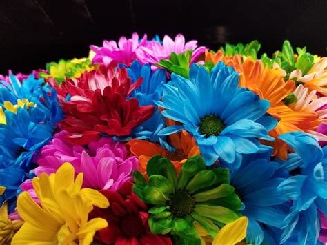 Colorful Flowers Free Stock Photo - Public Domain Pictures